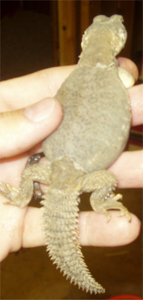 Shedding Egyptian I am selling CBB
