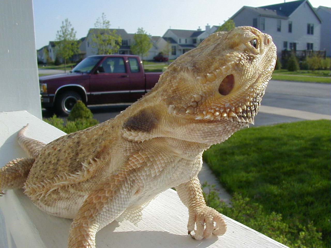 Female bearded for sale