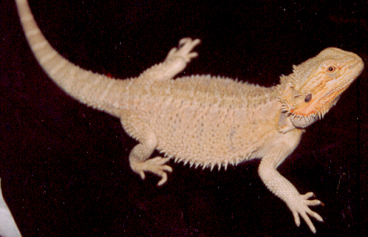 Another Pic of Hypo