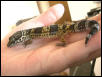 Smirnoff the Gecko