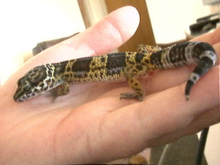 Smirnoff the Gecko