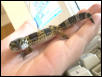 Smirnoff the Gecko