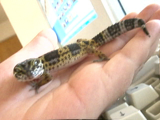 Smirnoff the Gecko