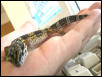 Smirnoff the Gecko