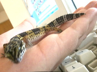 Smirnoff the Gecko