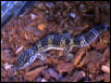 Smirnoff the Gecko