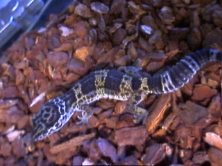 Smirnoff the Gecko