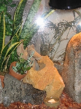 White Spotted Home