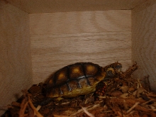 vic in box