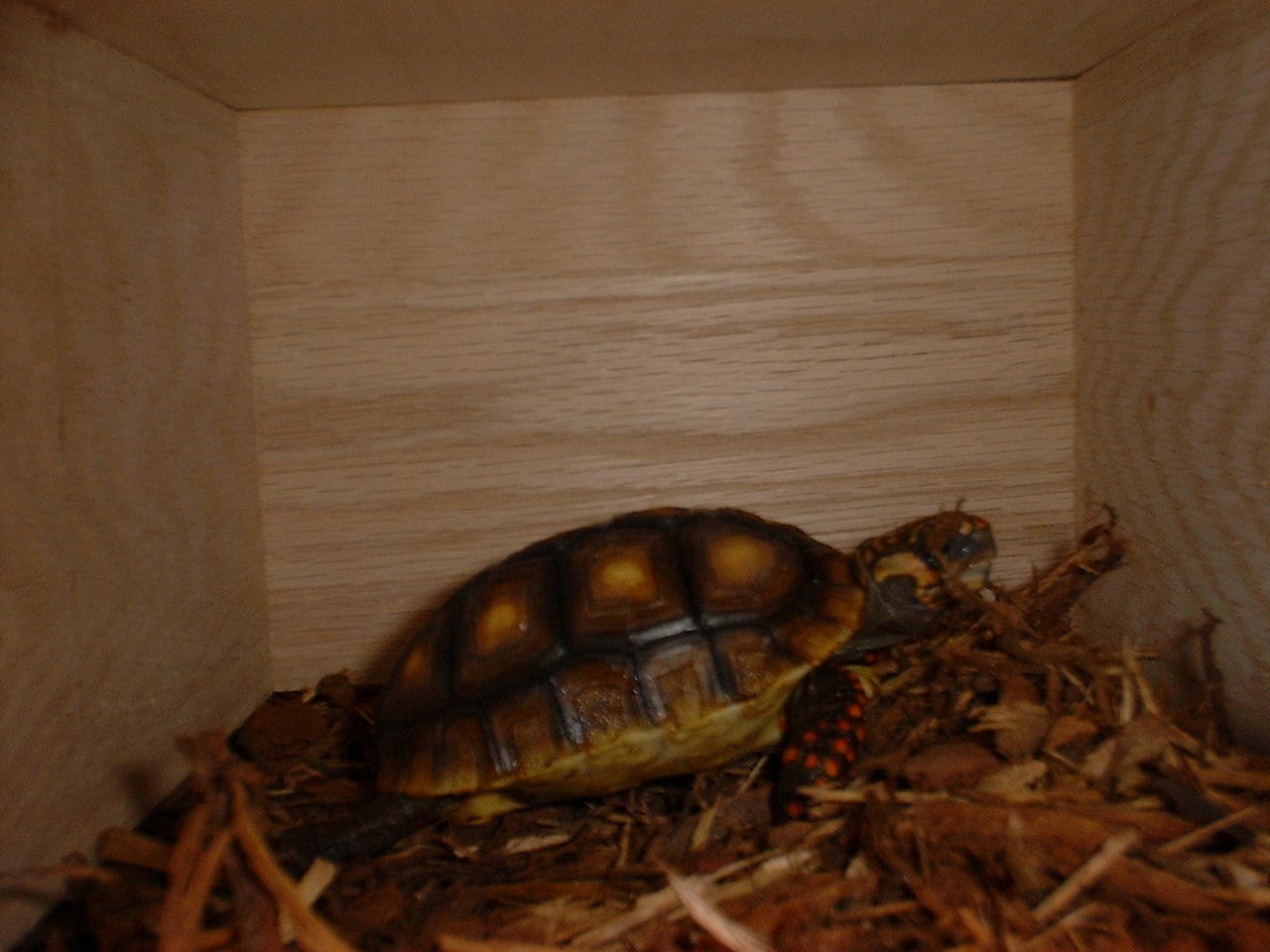 vic in box