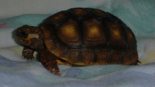 my redfoot