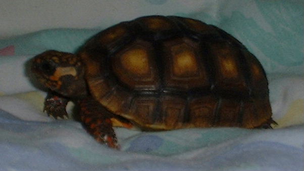 my redfoot