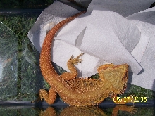bearded dragon