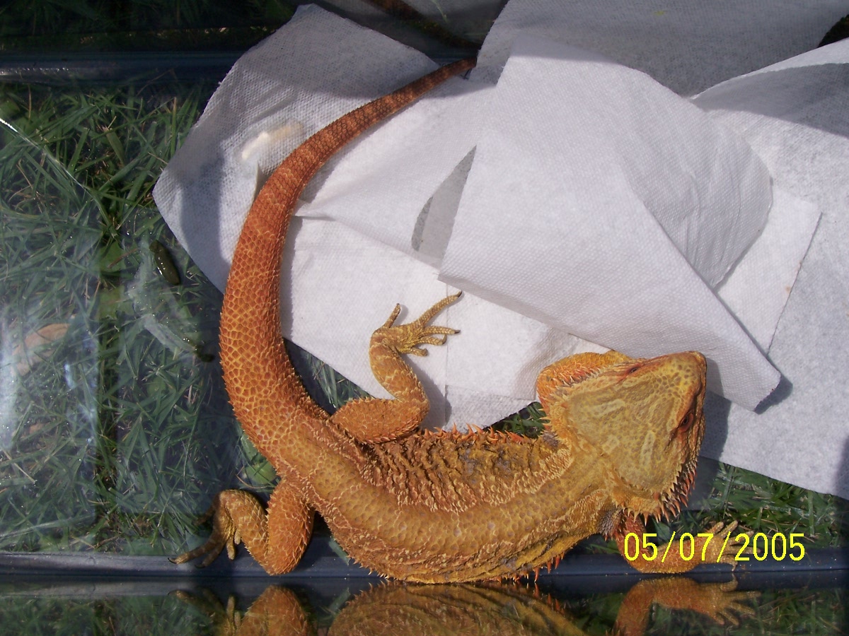 bearded dragon