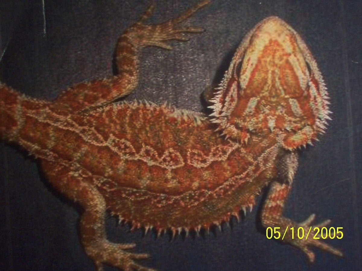 bearded dragon baby