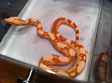 Male Poss Super Sharp Sunglow 1
