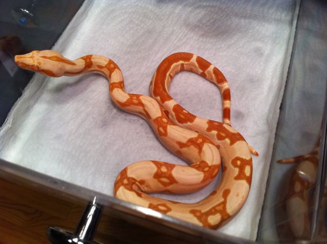 Male Poss Super Sharp Sunglow 1