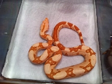 Male Poss Super Sharp Sunglow 1