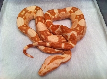 Male Poss Super Sharp Sunglow 4