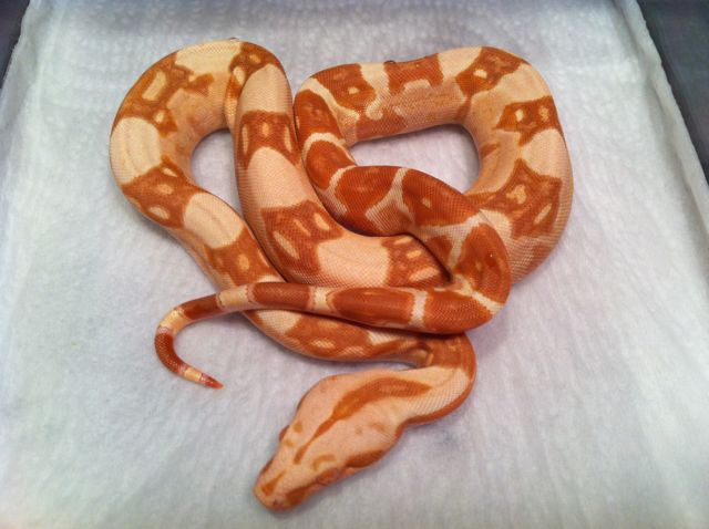 Male Poss Super Sharp Sunglow 4