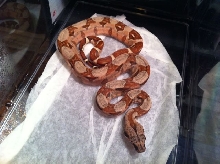 Male Poss Super Hypo 66% Poss Het Sharp Sunglow 15