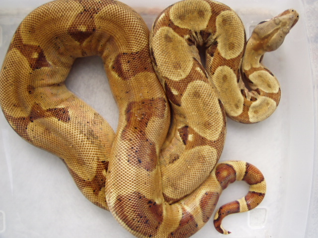 hypo 2 Ashley