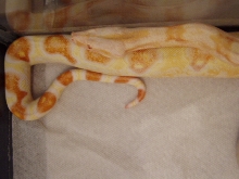 Sharp albino head/ tail