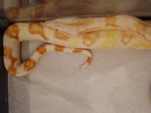 Sharp albino head/ tail