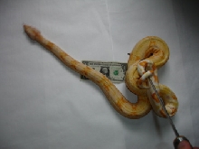 04 Sharp albino 03/07