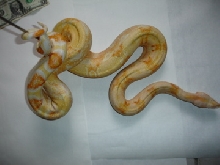 04 Sharp albino 03/07 3