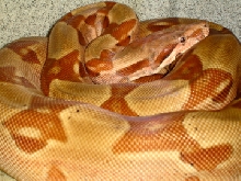 DH Sharp sunglow 07