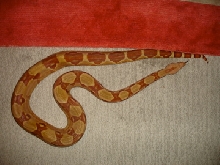 DH Sharp Sunglow 11/07 1