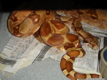 Breeding