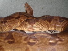 POS DH Sharp Sunglow