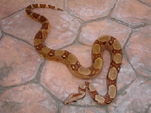 07 Male poss het sharp Sunglow