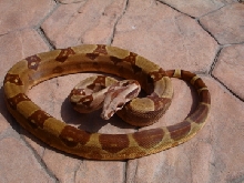 07 Male poss het sharp Sunglow