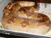 Gravid DH Sharp Sunglow