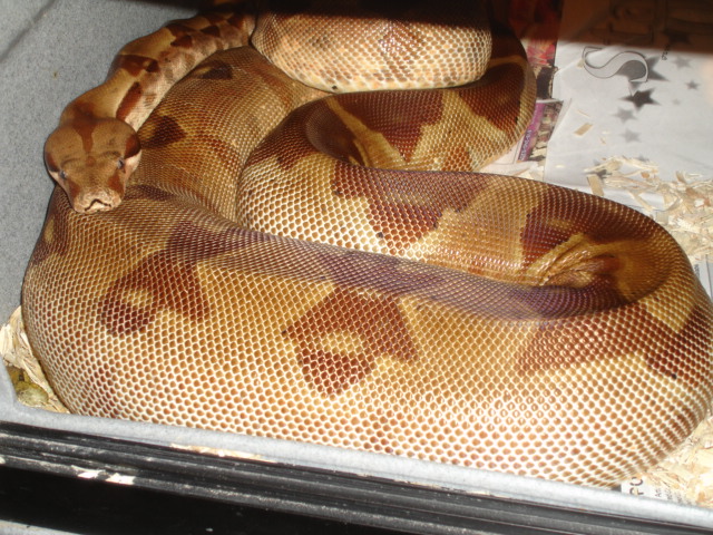 Gravid DH Sharp Sunglow