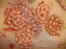 Sharp Albino Babies