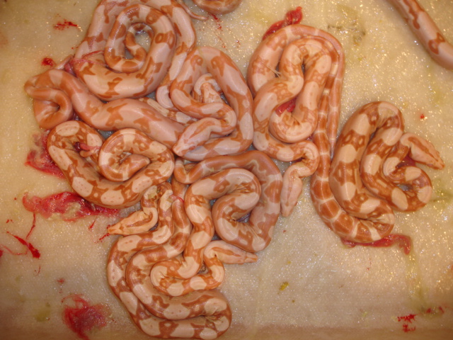 Sharp Albino Babies