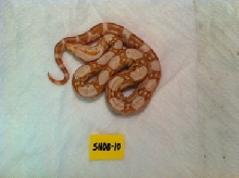 Sharp Sunglow/ Albino?