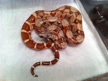 Male Poss Super Hypo 66% Poss Het Sharp Sunglow 23