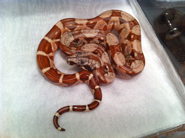 Male Poss Super Hypo 66% Poss Het Sharp Sunglow 23