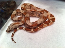 Female Poss Super Hypo 66% Poss Het Sharp Sunglow 14