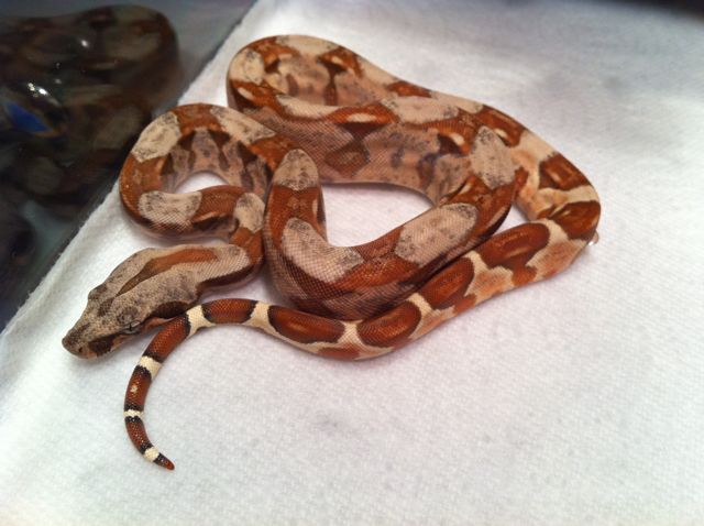 Female Poss Super Hypo 66% Poss Het Sharp Sunglow 14