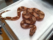 Female Poss Super Hypo 66% Poss Het Sharp Sunglow 13