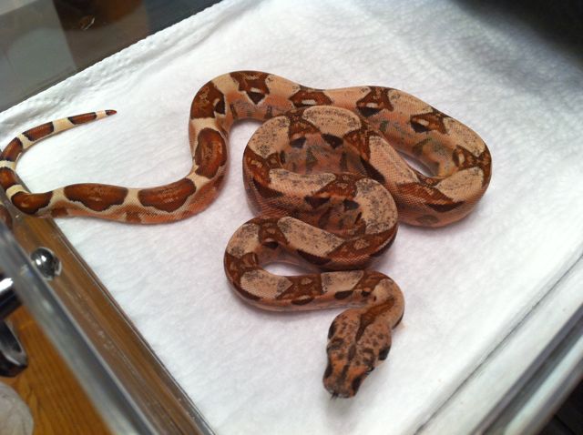 Female Poss Super Hypo 66% Poss Het Sharp Sunglow 13