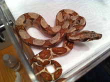 Male Poss Super Hypo 66% Poss Het Sharp Sunglow 15