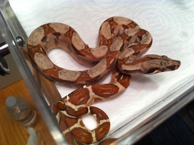 Male Poss Super Hypo 66% Poss Het Sharp Sunglow 15