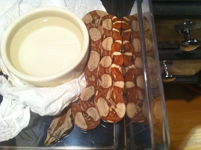 Male Poss Super Hypo 66% Poss Het Sharp Sunglow 23
